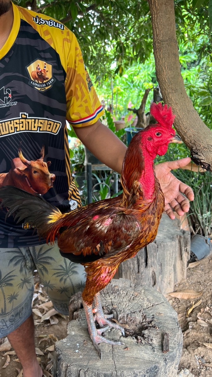 ป.ราชันย์ สุโขทัย
