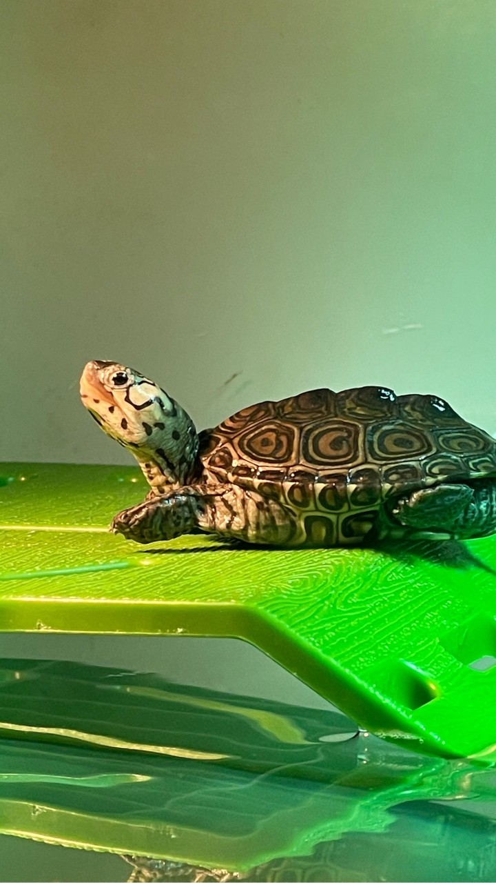 桃園龜山水族爬蟲分享區