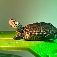 桃園龜山水族爬蟲分享區