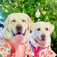 Labrador Meeting