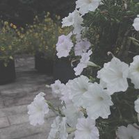 病みオプ。不登校の方どうぞ。。