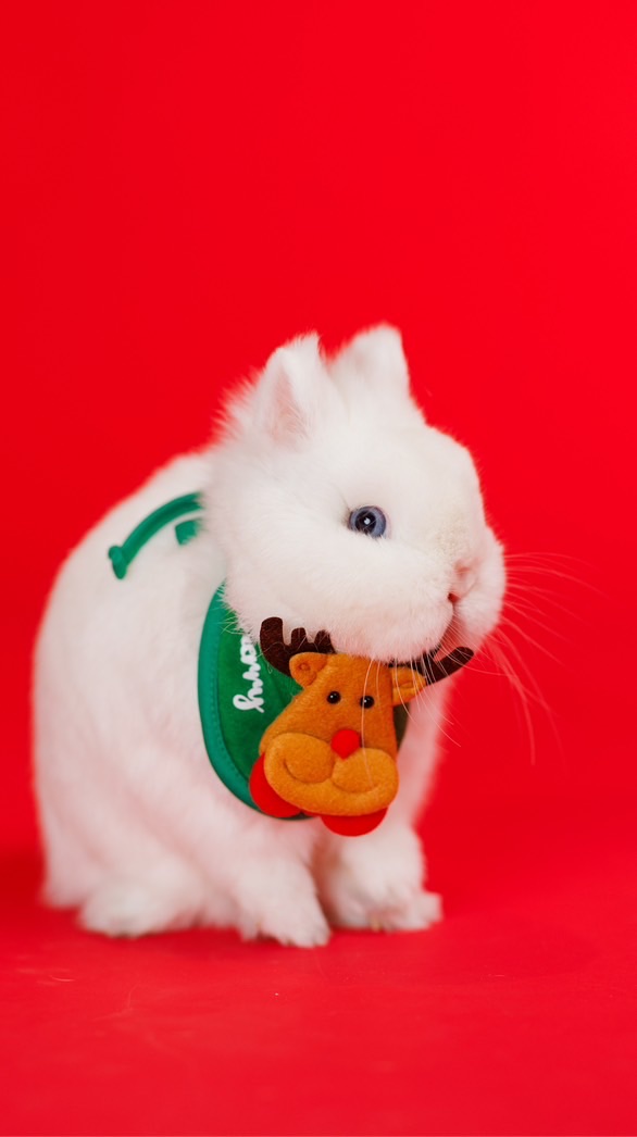 🐰GOOSEBERRY RABBITY กลุ่มคนรักกระต่าย สายพันธุ์NDและHL🐰