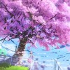 全也 ⌒ ❀ 桜吹雪 ❀