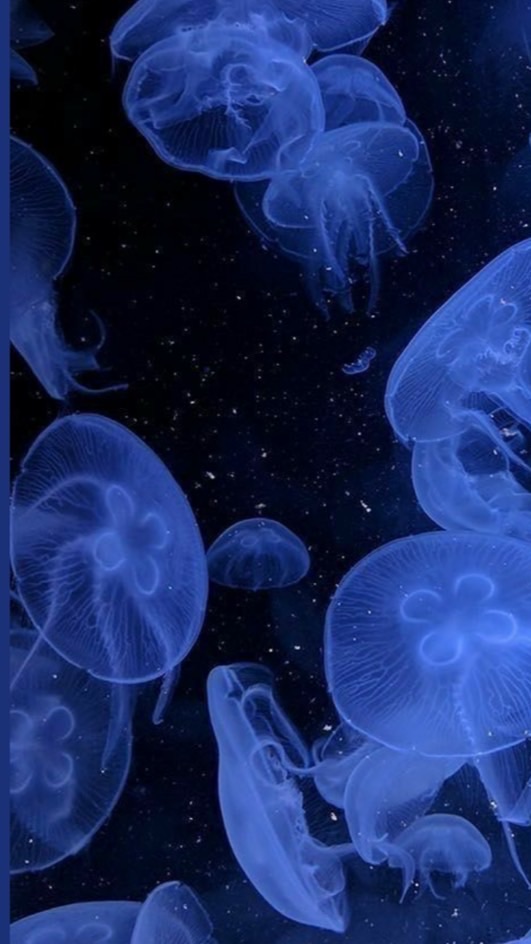 鬼滅ﾊﾝﾄ  家族ごっこ  .