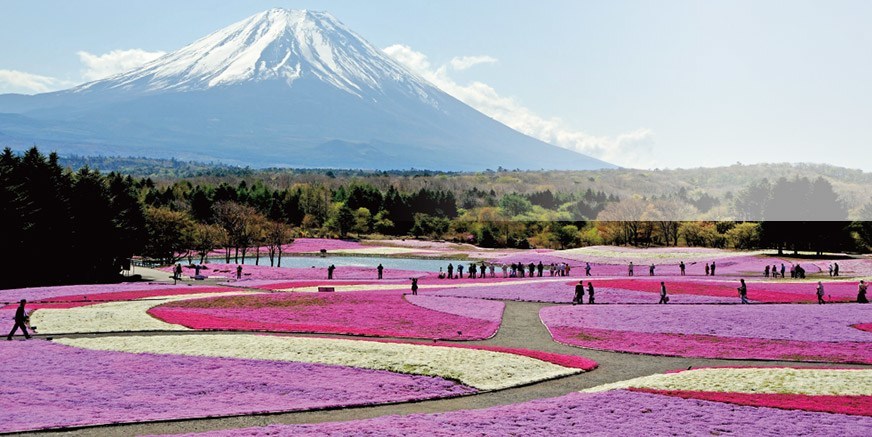 富士芝櫻 八色