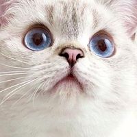 拆穿說謊精