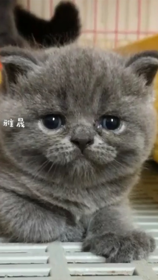 藍英短的家