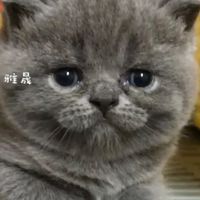 藍英短的家