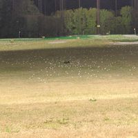 千葉茨城でたまにゴルフコンペやったり部屋