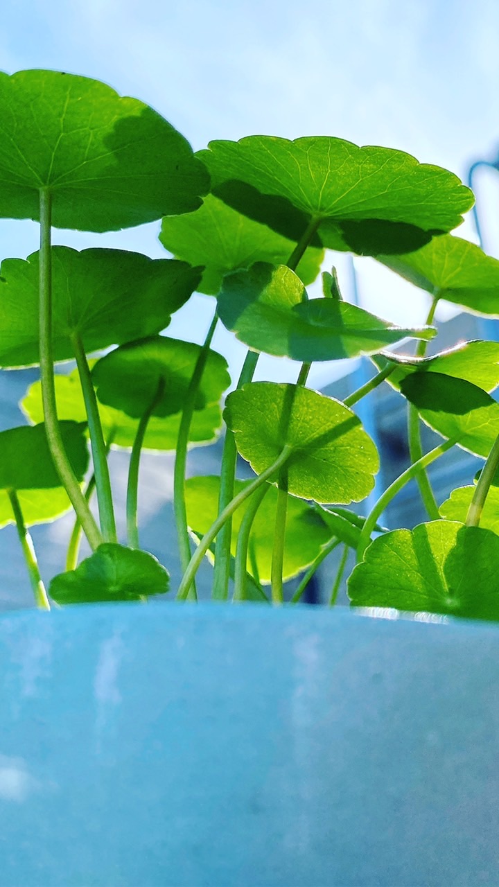 🌵。肉泥製所。🌵