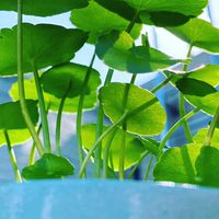 🌵。肉泥製所。🌵