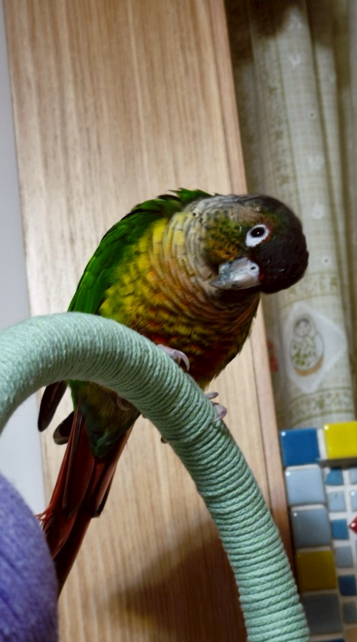 ㊙️鸚鵡殿堂🌈之秘密基地㊙️日常飼養分享⛔🈲買賣🈲⛔