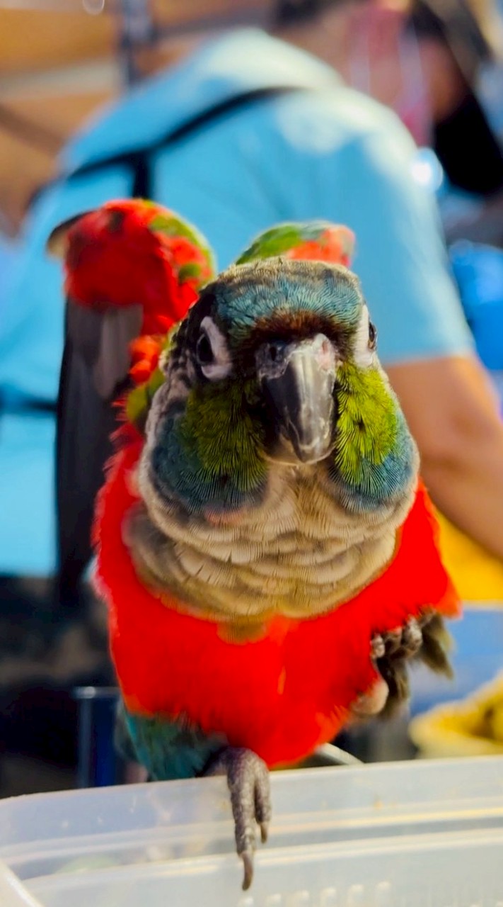 ㊙️鸚鵡殿堂🌈之秘密基地㊙️日常飼養分享⛔🈲買賣🈲⛔