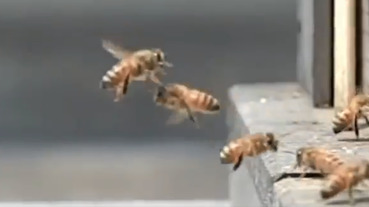 使出本田超級頭槌的小蜜蜂…最後二隻都K.O