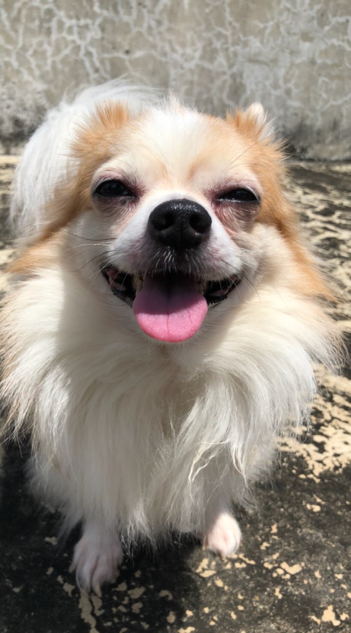 Chihuahua Lover