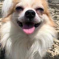 Chihuahua Lover