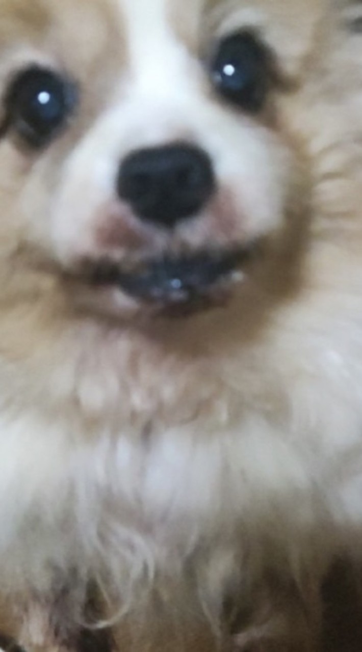 ワンちゃんにゃんちゃん雑談部屋