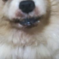 ワンちゃんにゃんちゃん雑談部屋