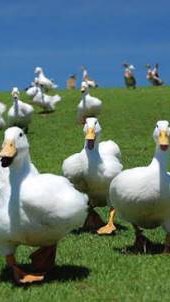 生き物なりきりのオープンチャット