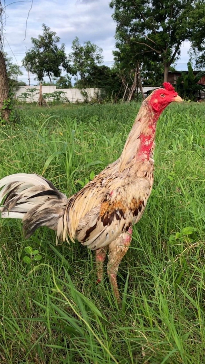 ชมรม ช.พิชิตชัย ดงตาล