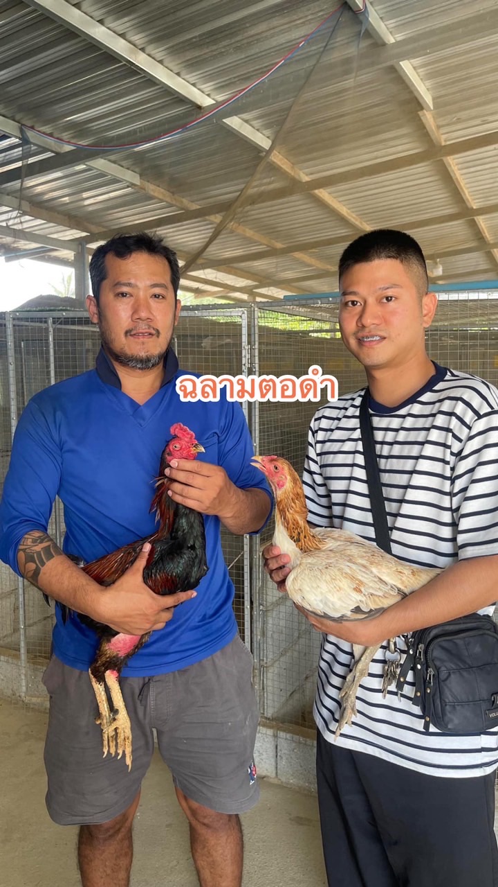 พิฆเนศฟาร์ม นครปฐม พม่าแข้งสนาม