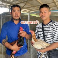 พิฆเนศฟาร์ม นครปฐม พม่าแข้งสนาม