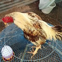 ❤🐓Nay 🔪🌪