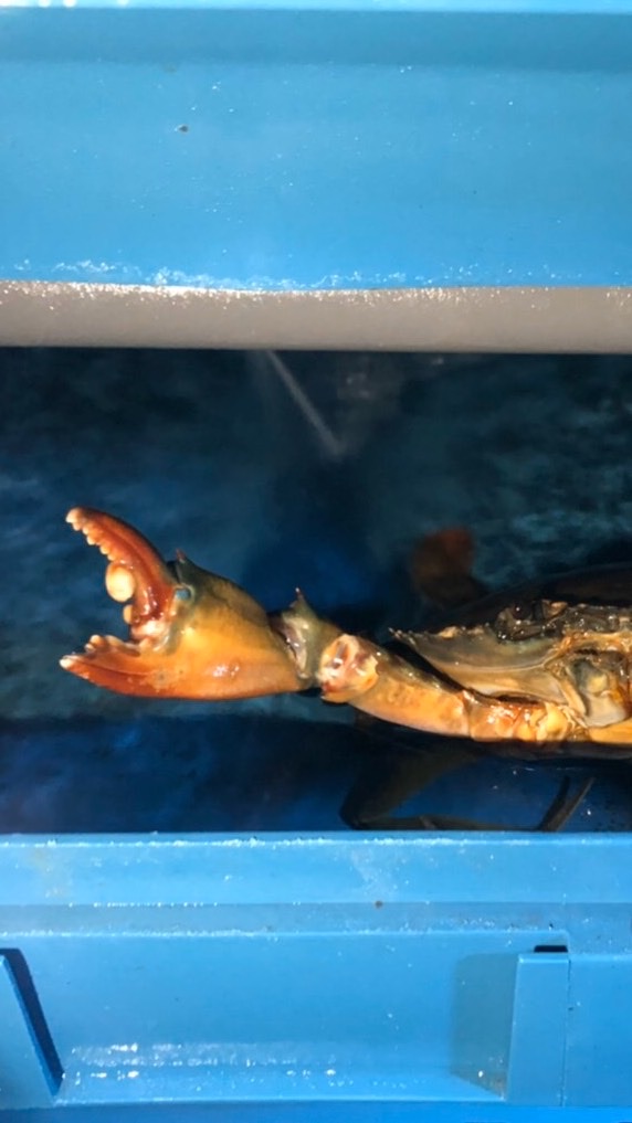 蟹王子養殖場