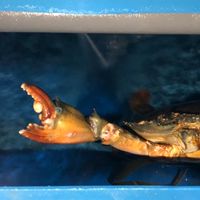蟹王子養殖場