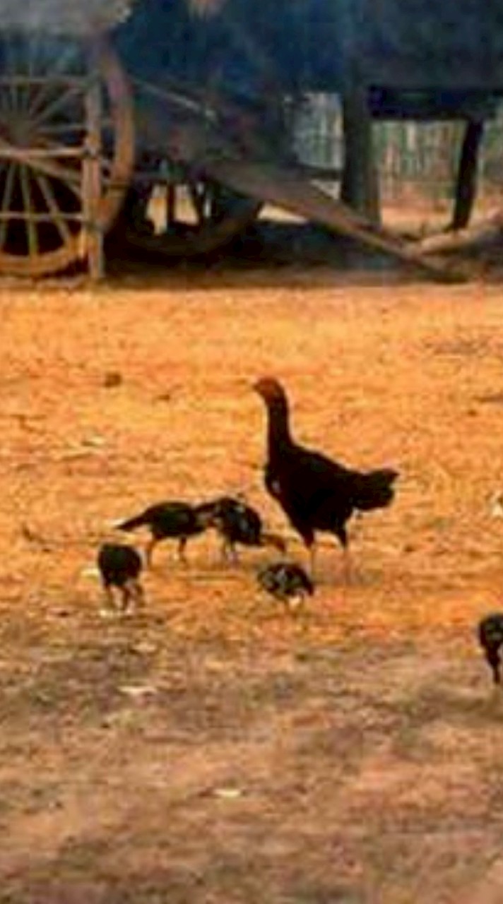 ติดขอบสังเวียนเซียนไก่