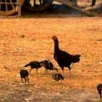 ติดขอบสังเวียนเซียนไก่