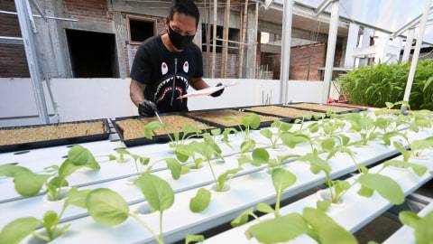 Foto Usaha Tanaman Hidroponik  di Atap  Rumah  saat Pandemi