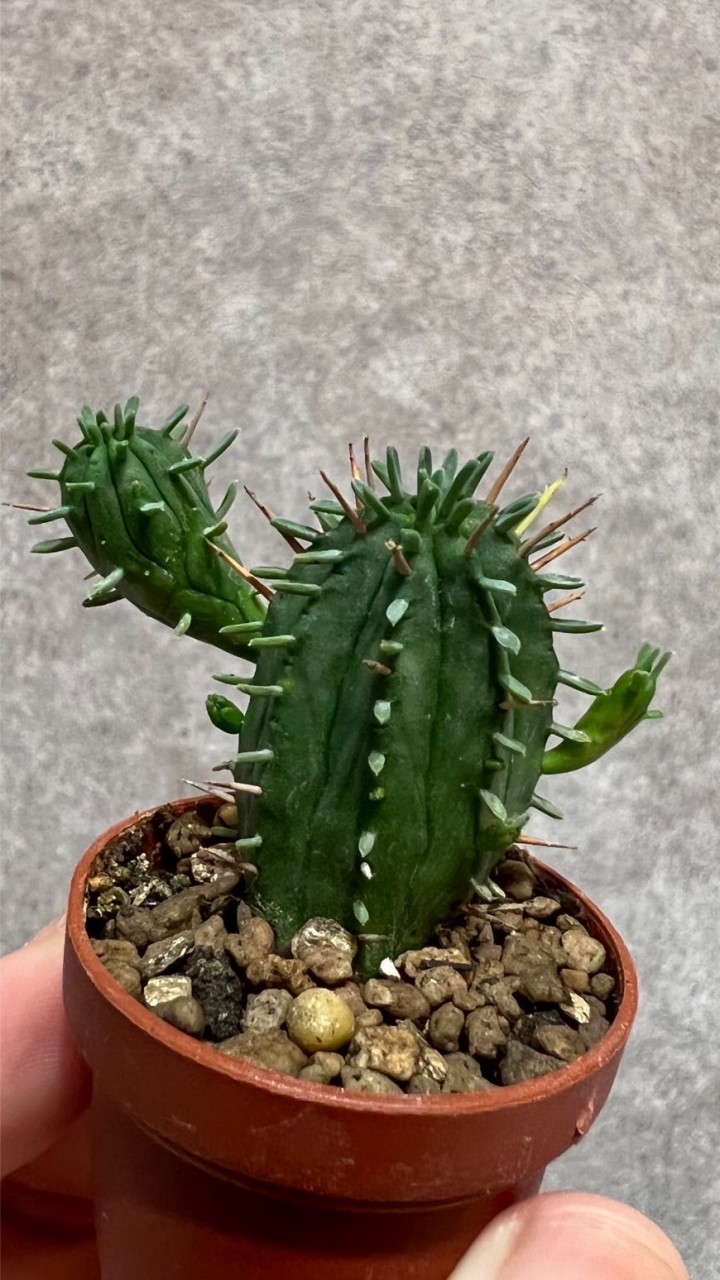 小草瓶🪴多肉植物｜生態瓶懶人盆栽｜療癒植栽