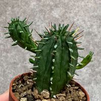 小草瓶🪴多肉植物｜生態瓶懶人盆栽｜療癒植栽