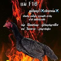 ป.ประจิตร์