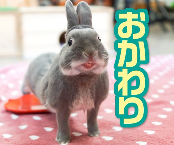 思わず笑っちゃう爆睡姿も うさぎのふうた ベストショットコレクション Vol 2 ふうたの飼い主