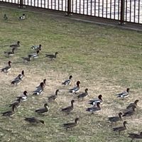 トークの森🌳