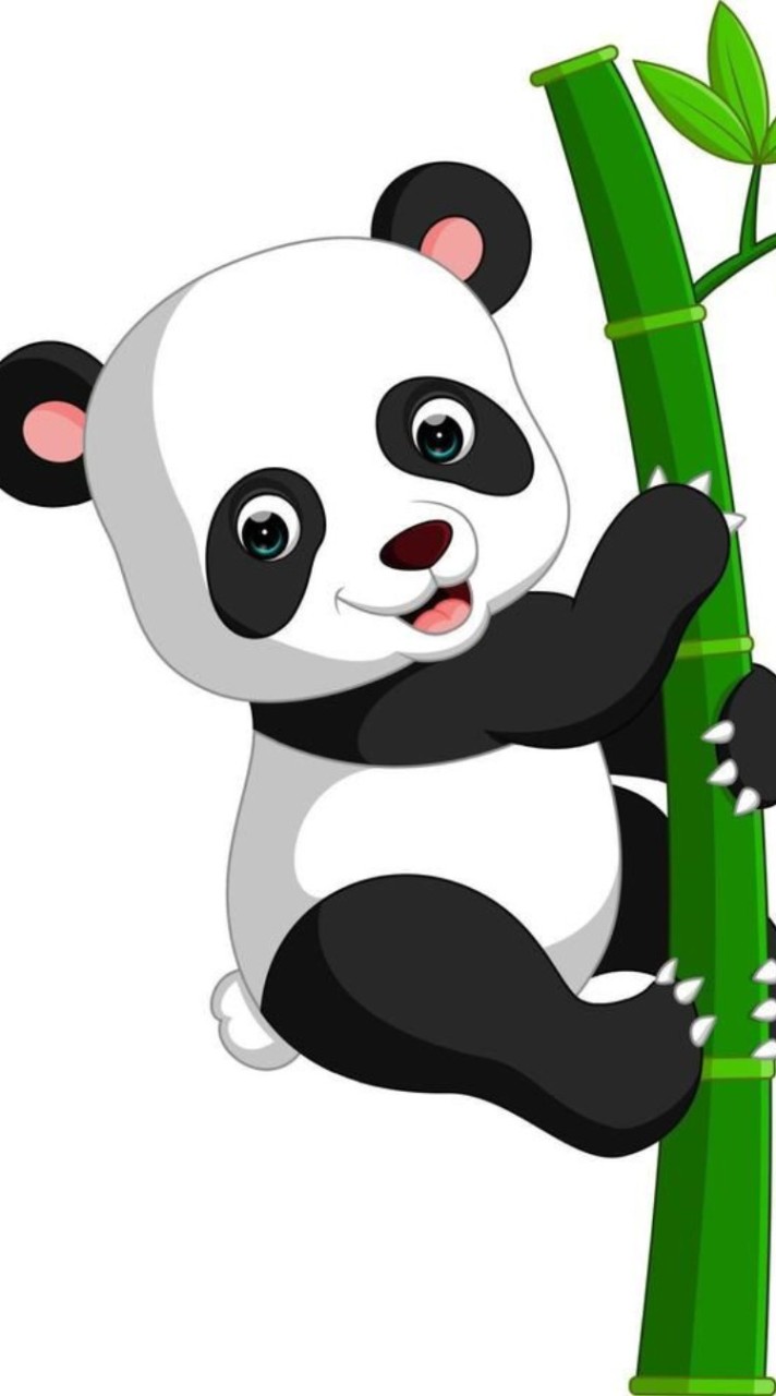 2024 汎迪爾 Panda Class