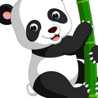 2024 汎迪爾 Panda Class