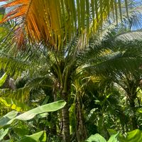 coconutthara