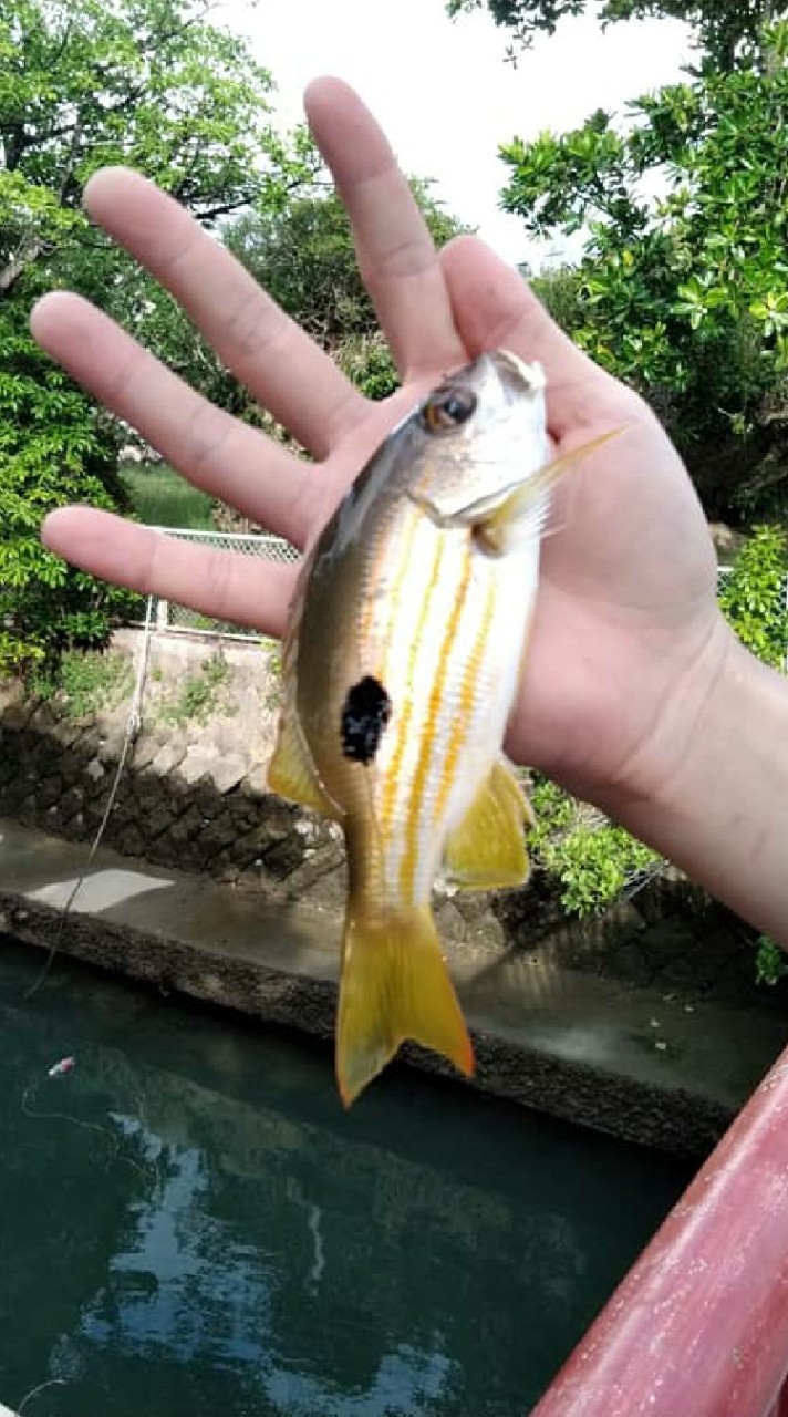 板橋輕裝釣魚(海釣野場)