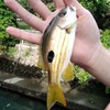 板橋輕裝釣魚(海溪釣野場)