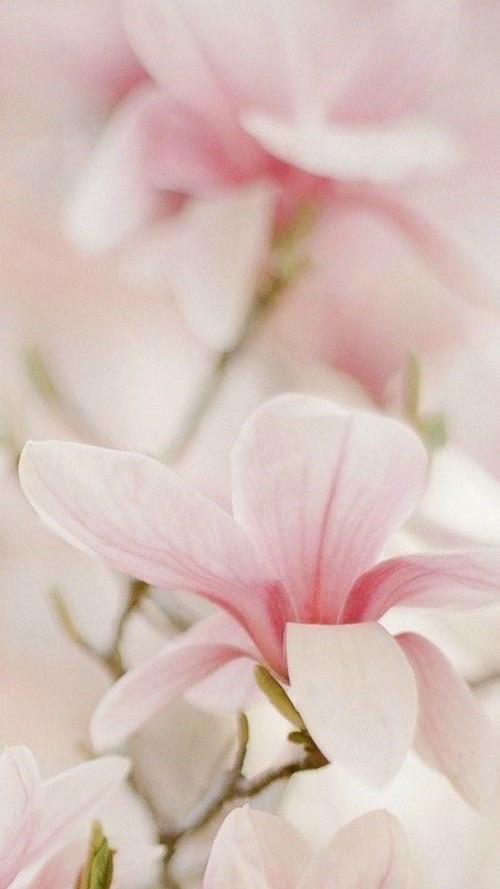 𝙽𝚊𝚝𝚞𝚛𝚊𝚕 𝚋𝚕𝚎𝚜𝚜 ✺ ☽