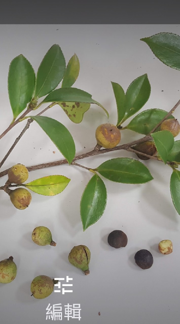 茶鄉茶香健康生活美食