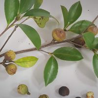 茶鄉茶香健康生活美食