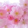 境界性パーソナリティ障害友の会