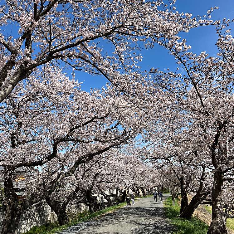 海蔵川の桜並木 カイゾウガワノサクラナミキ 三ツ谷町 阿倉川駅 地域名所 By Line Place