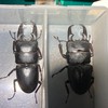愛知県　ヒラタクワガタ採集の會