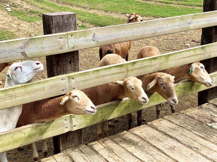 飛牛牧場 苗栗飛牛牧場怎麼玩? 門票優惠、農莊體驗、住宿推薦攻略一篇搞定！ 9 2022