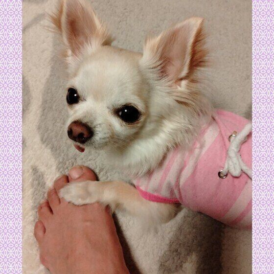 前足でちょいちょい するかわいい犬たち しぐさの理由も解説 いぬのきもちnews